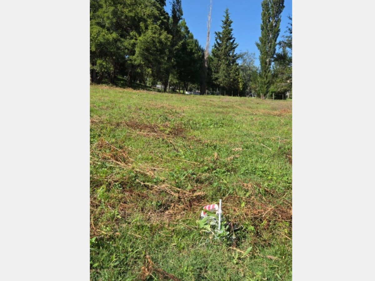 Lote – La Paisanita
