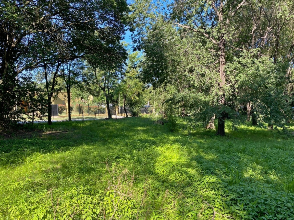 Lote – La Viña