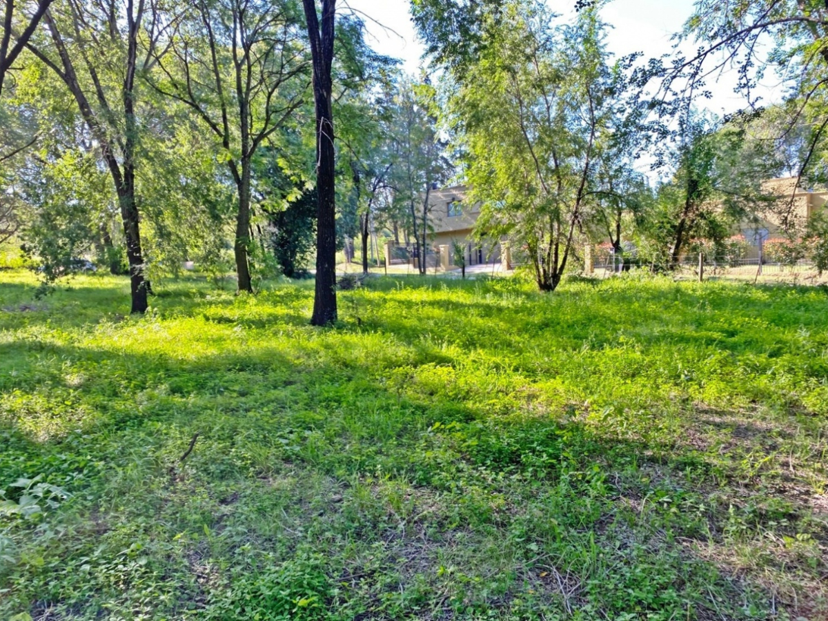 Lote – La Viña
