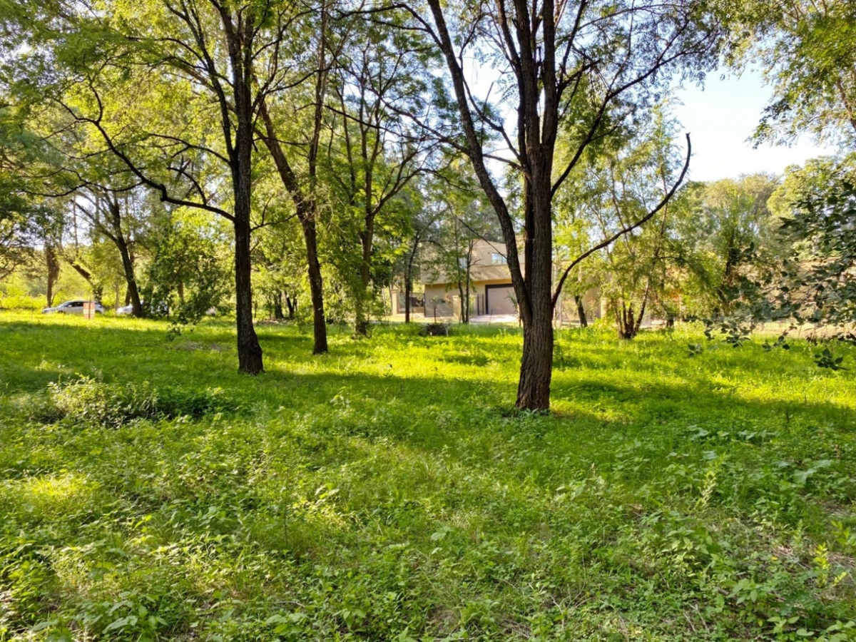 Lote – La Viña