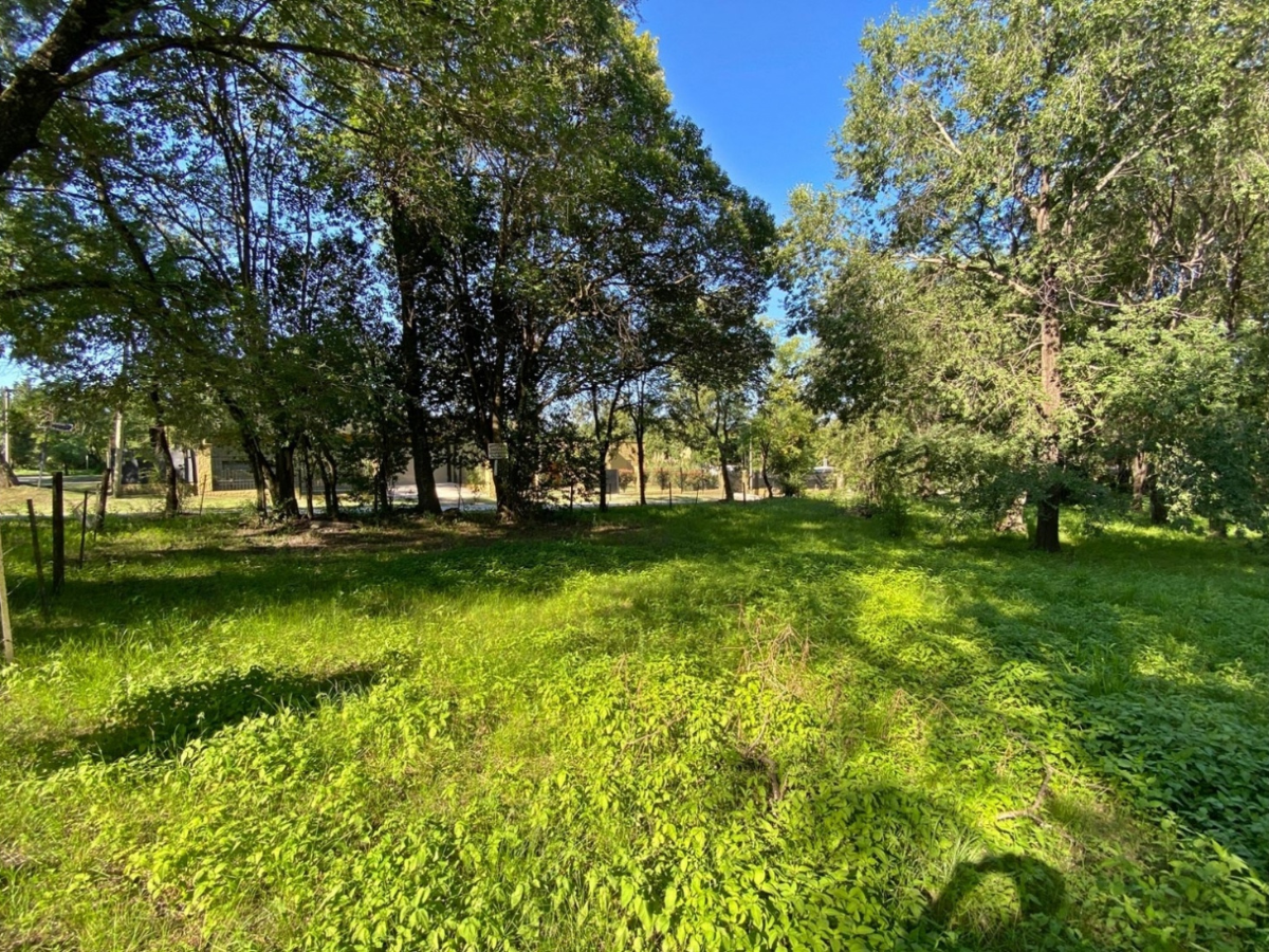 Lote – La Viña