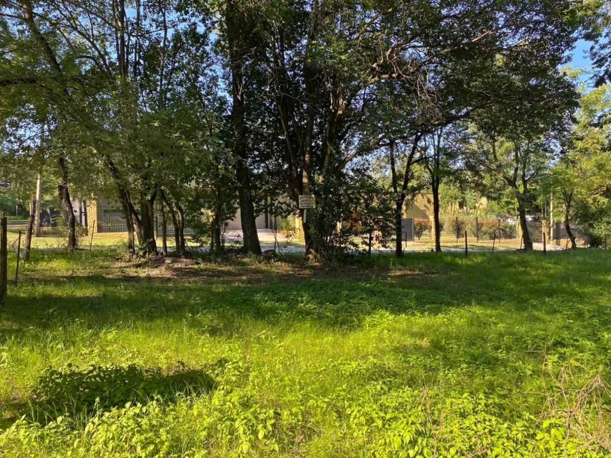 Lote – La Viña